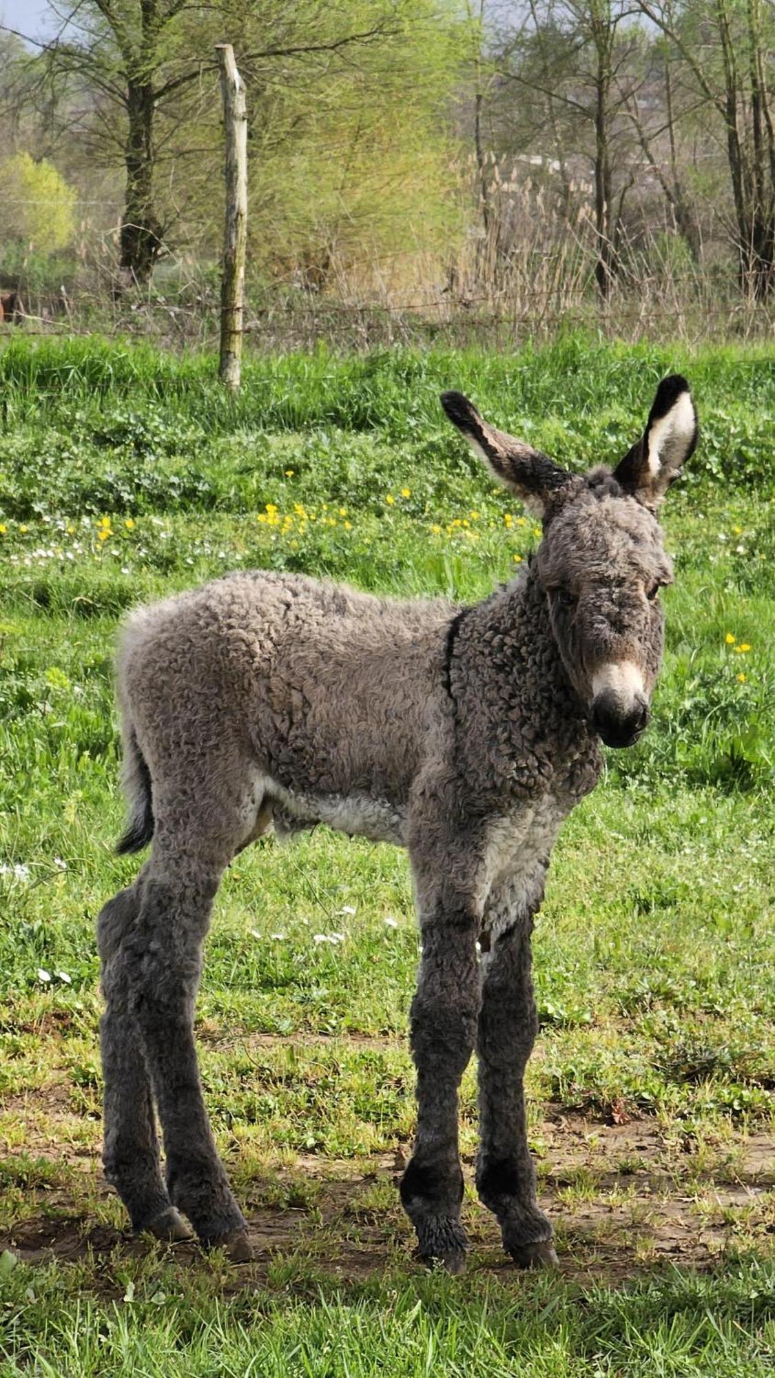 Agriturismo Il Castagneto Supino Zewnętrze zdjęcie